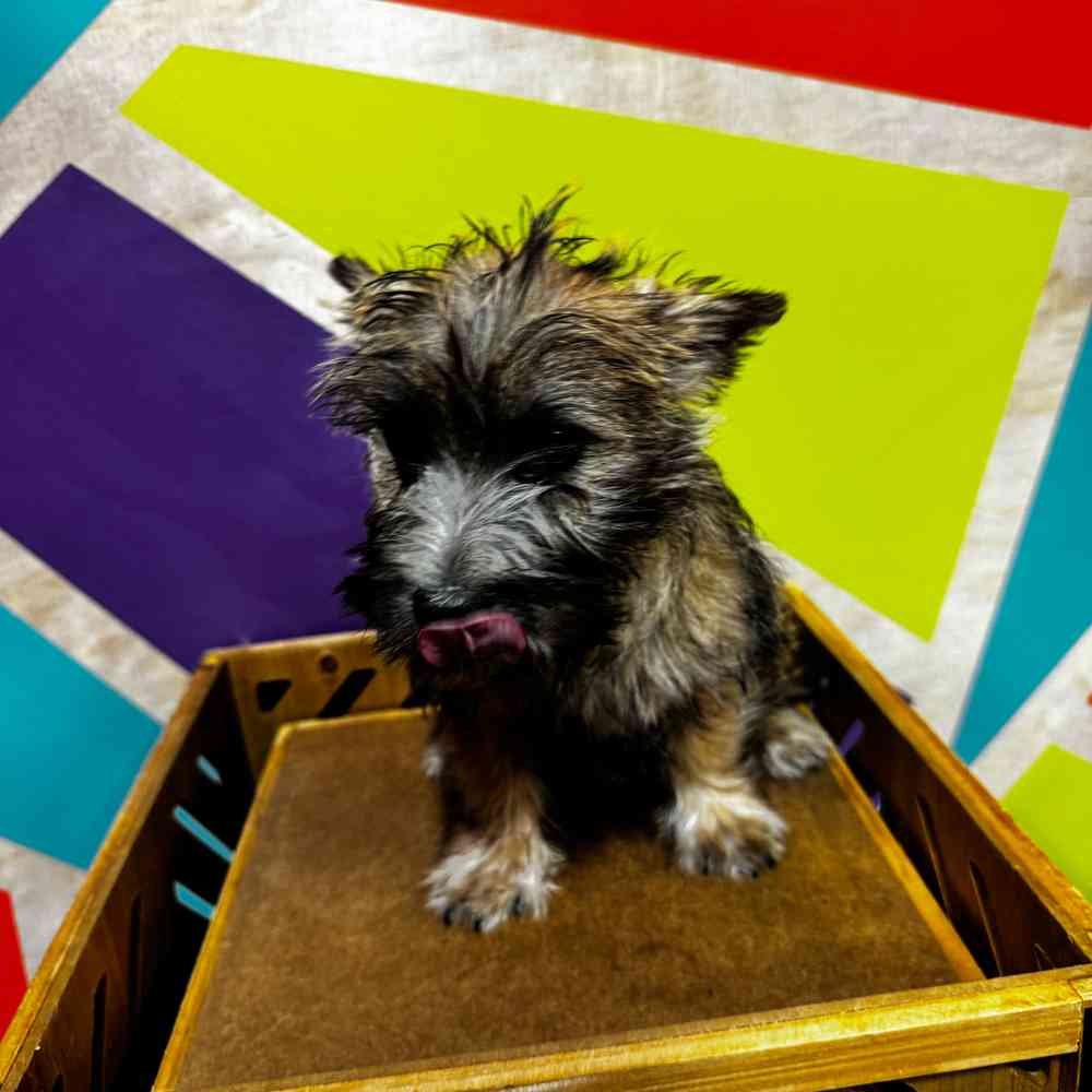 Male Cairn Terrier puppy named Bear for sale at Petland Joplin.