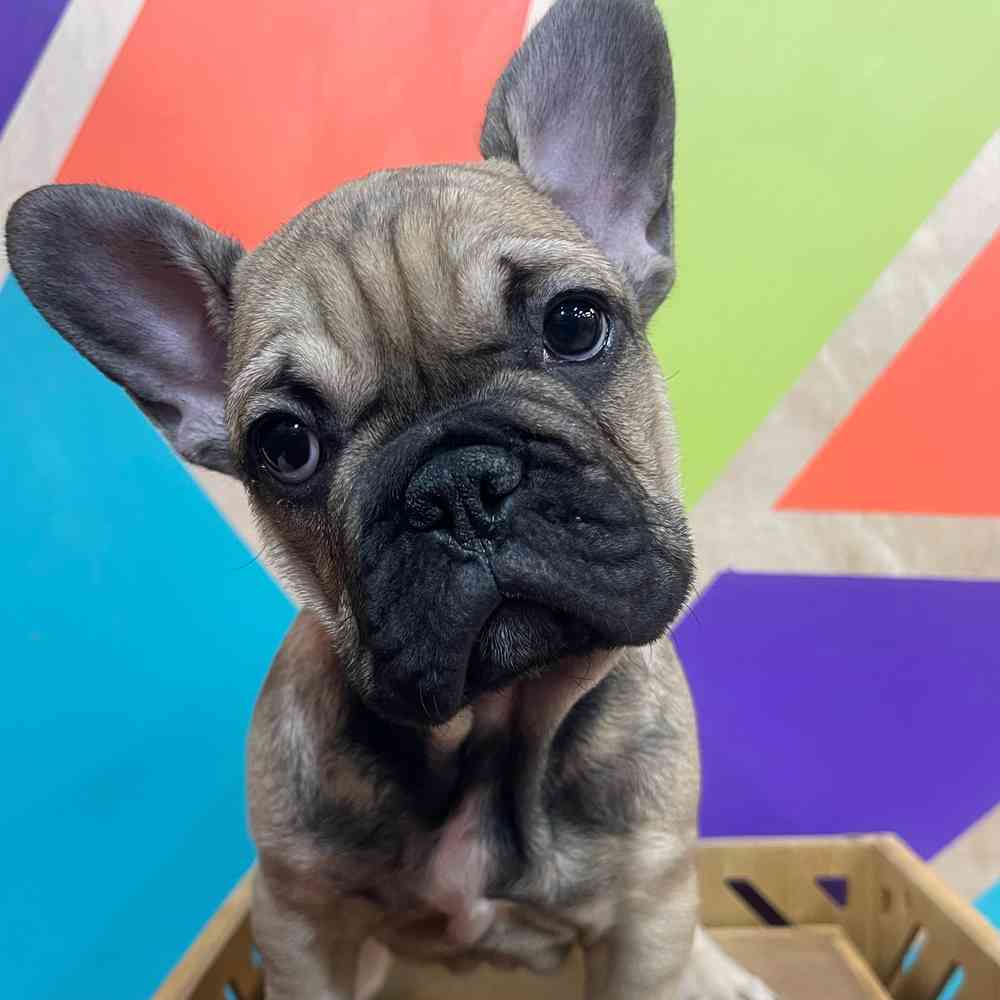 Male French Bulldog puppy named Rudy for sale at Petland Fayetteville.