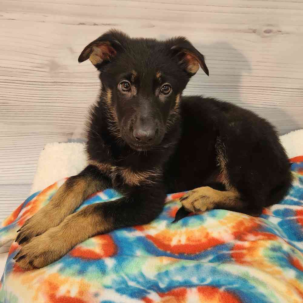 Female German Shepherd puppy named Genevive for sale at Petland Wichita West.
