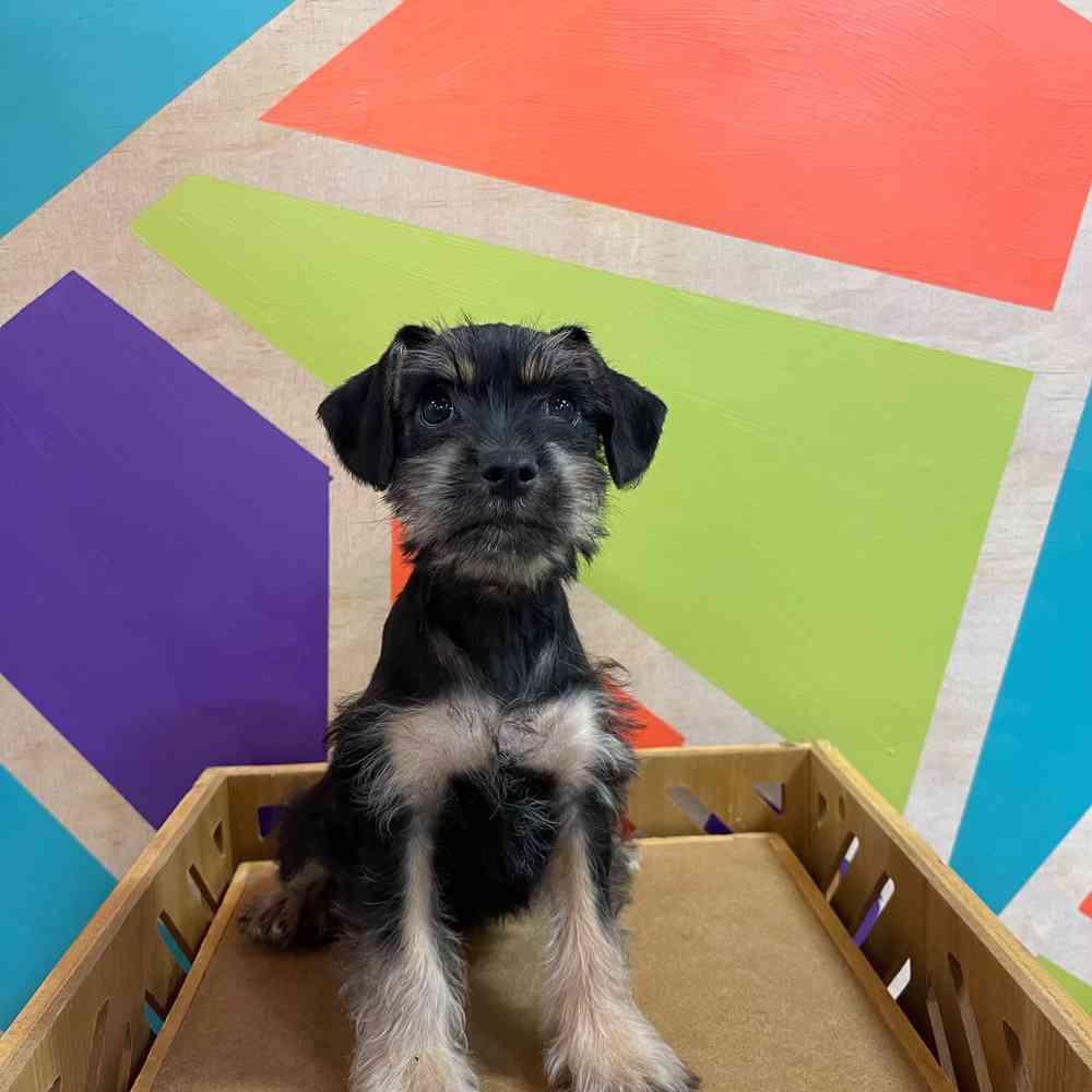 Male Mini Schnauzer puppy named Robert for sale at Petland Joplin.