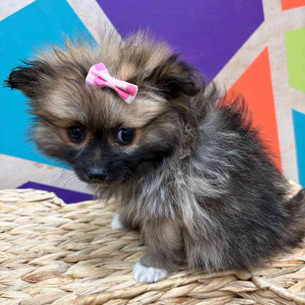 Female Pomeranian puppy named Winter for sale at Petland Wichita West.
