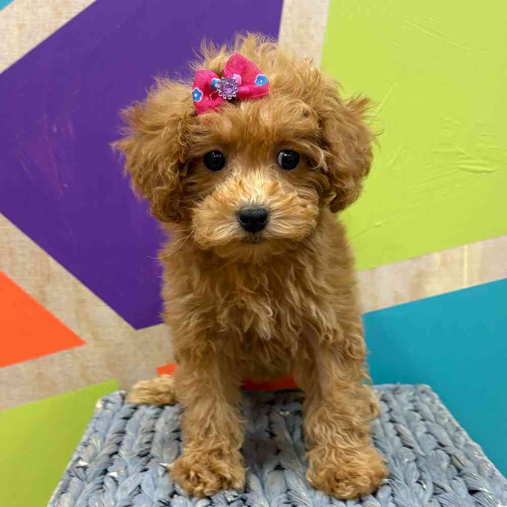 Female Bichonpoo puppy named Flora for sale at Petland Wichita West.