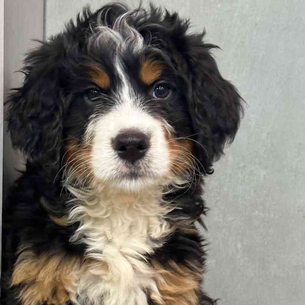 Female Mini Bernedoodle puppy named Betty for sale at Petland Joplin.