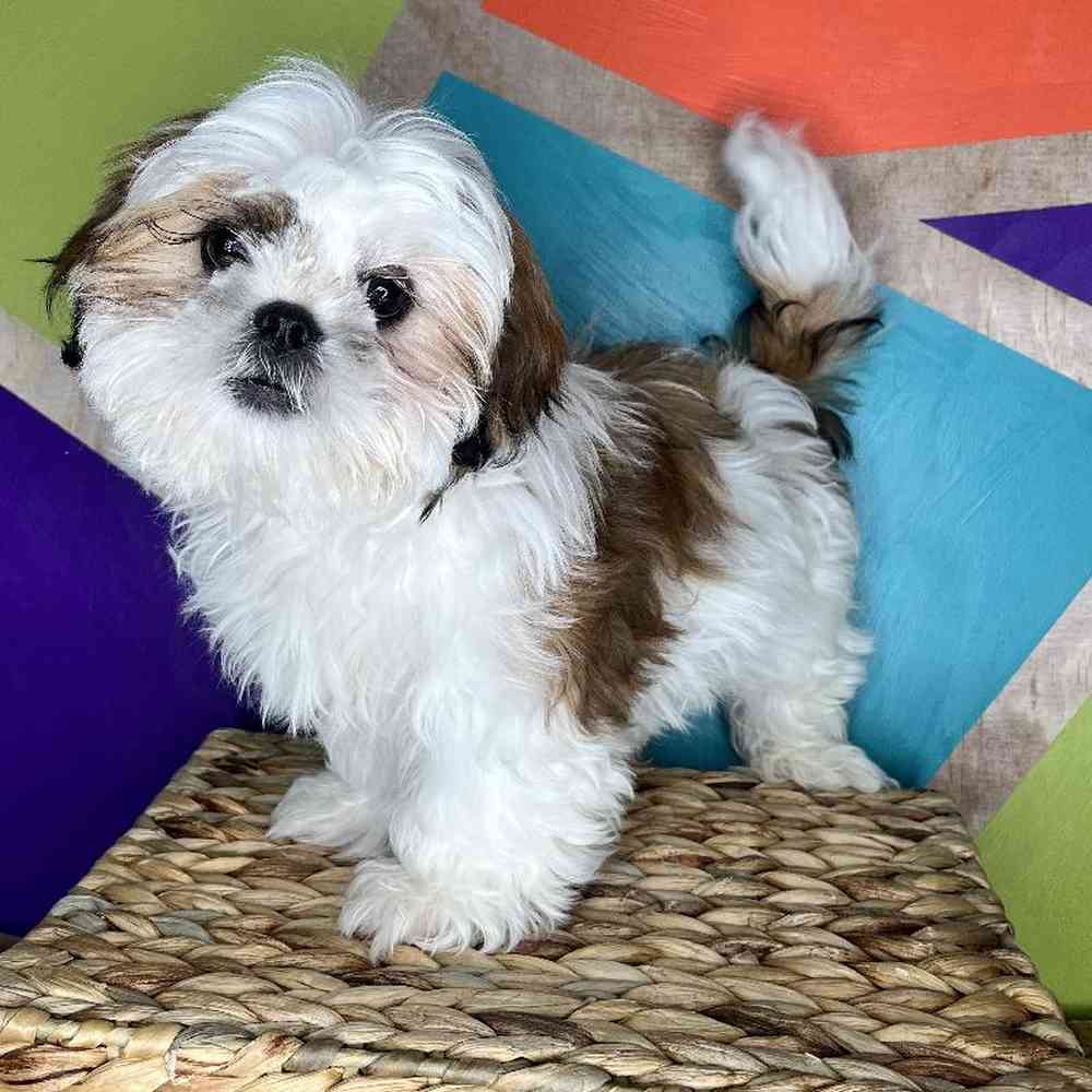Male Shih Tzu puppy named Stanley for sale at Petland Rogers.