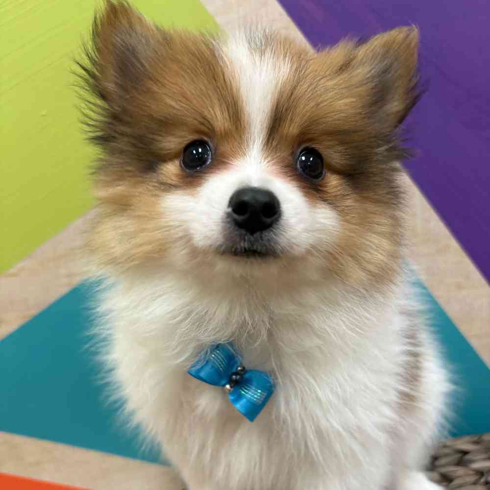 Male Pomeranian puppy named Tiny Tim for sale at Petland Wichita West.
