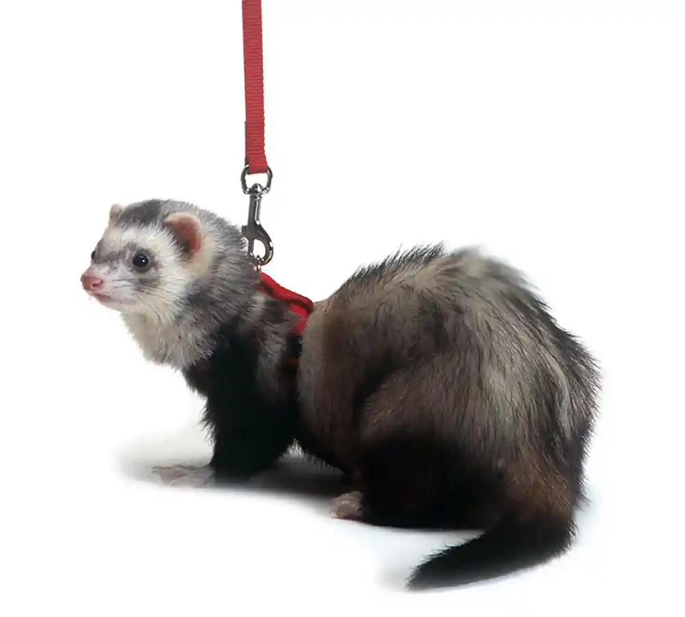 Ferret Harness & Lead-red