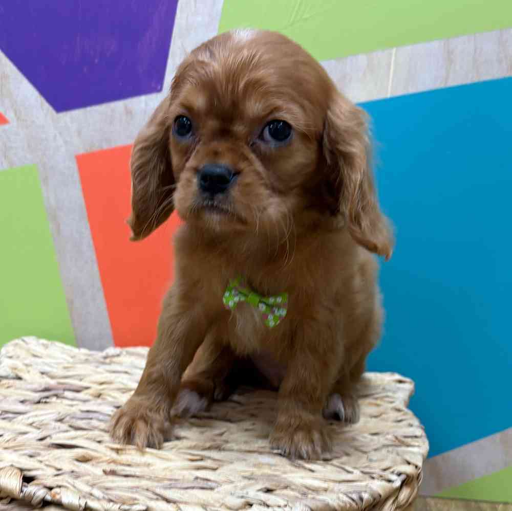 Male Cavalier King Charles Spaniel puppy named Reuben for sale at Petland Wichita West.