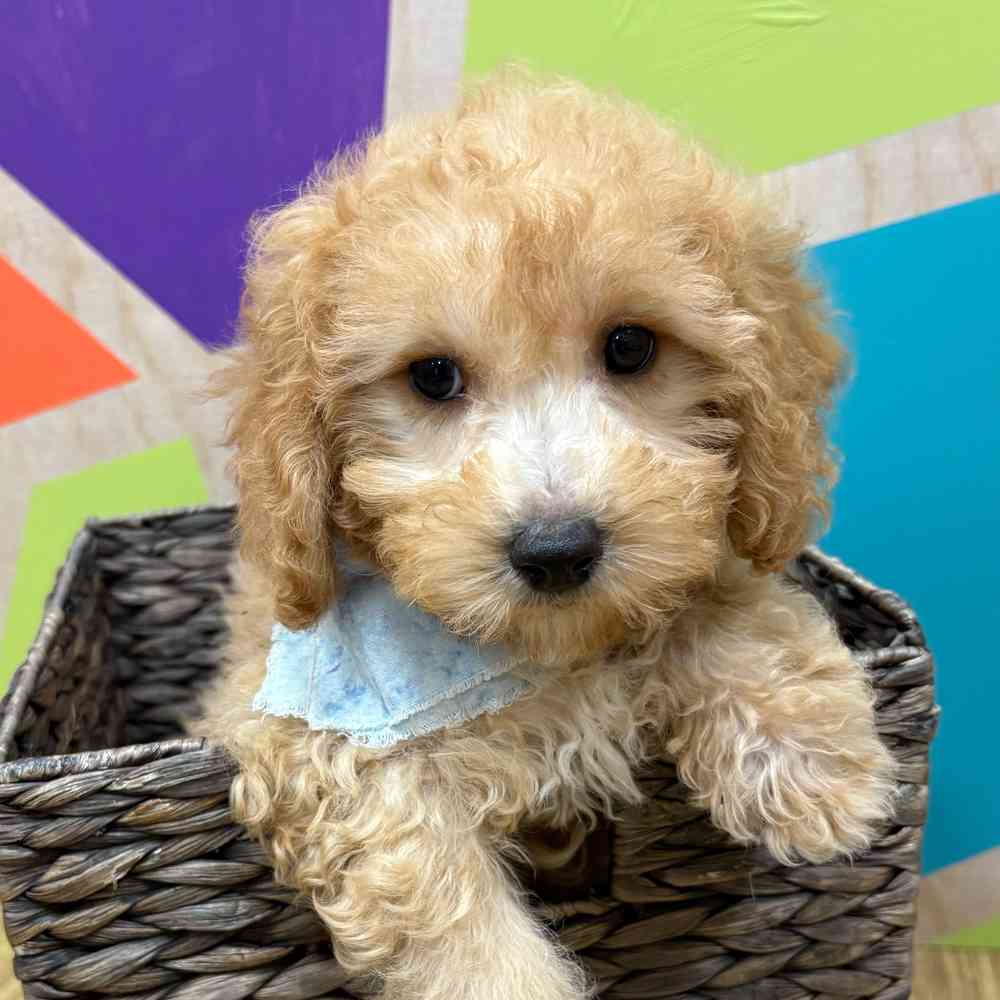 Male Bichonpoo puppy named Moses for sale at Petland Wichita West.