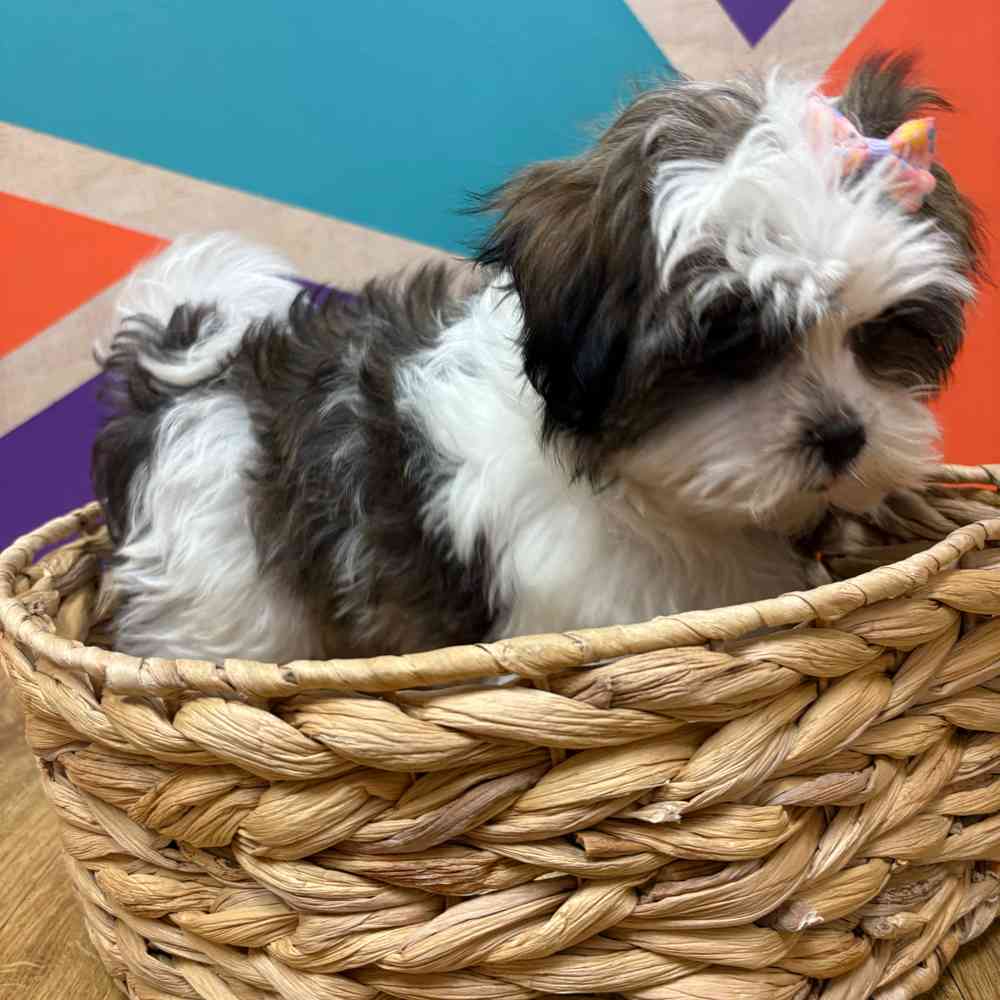 Female Malshi puppy named Fiona for sale at Petland Wichita West.