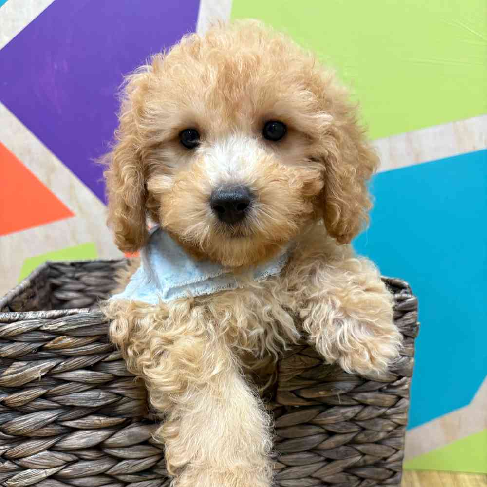 Male Bichonpoo puppy named Moses for sale at Petland Wichita West.