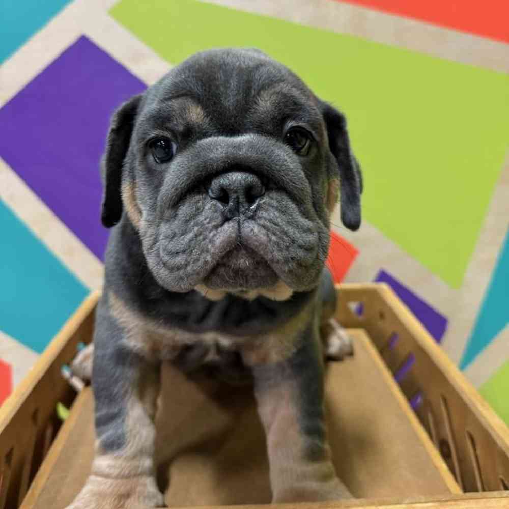Male English Bulldog puppy named Cupid for sale at Petland Joplin.