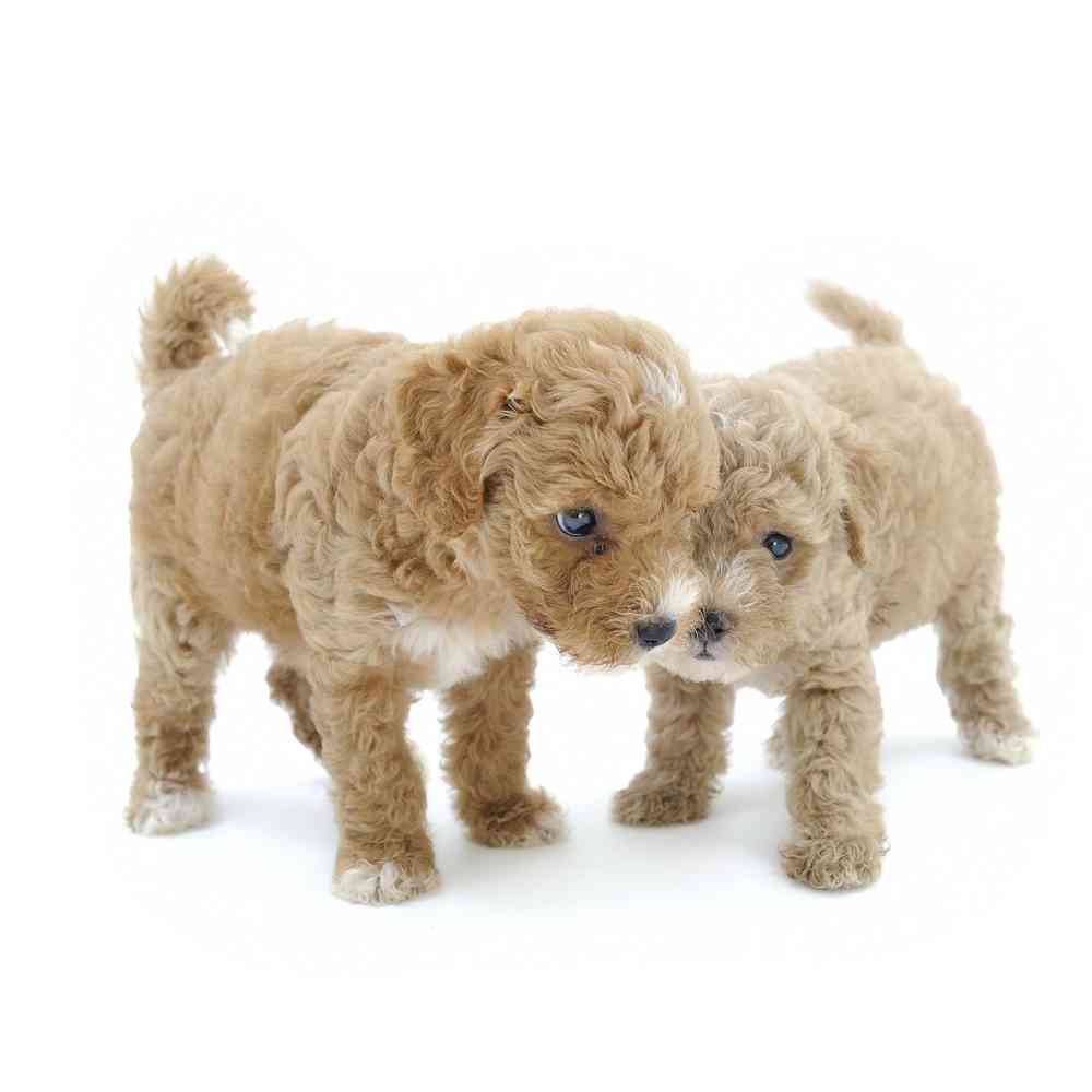 Mini Poodle Puppies for Sale image