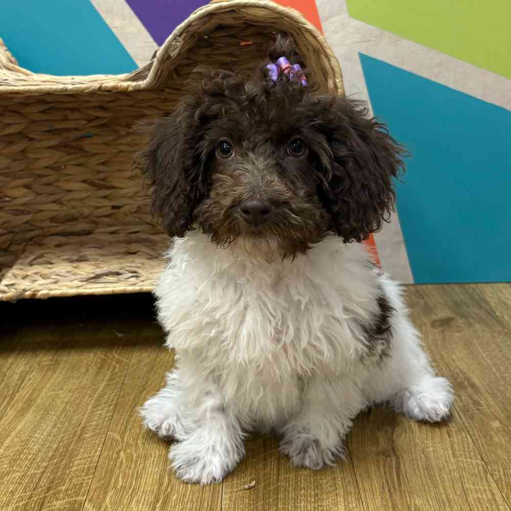 Female Mini Labradoodle puppy named Betty Anne for sale at Petland Wichita West.
