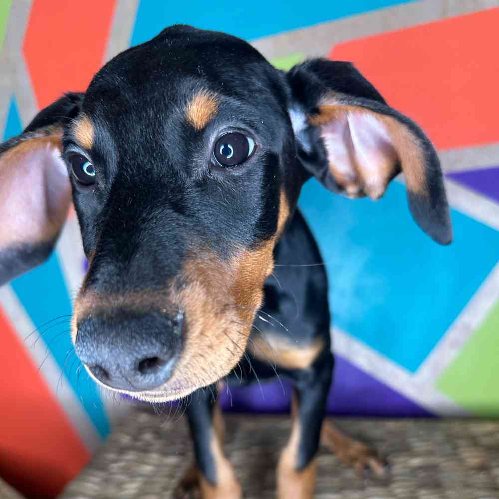 Female Doberman Pinscher puppy named Elsa for sale at Petland Rogers.