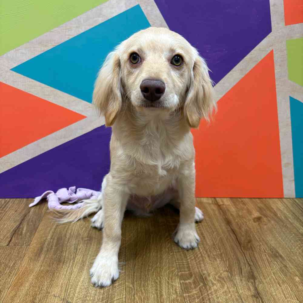 Male F1B Cockapoo puppy named Tommy for sale at Petland Wichita West.