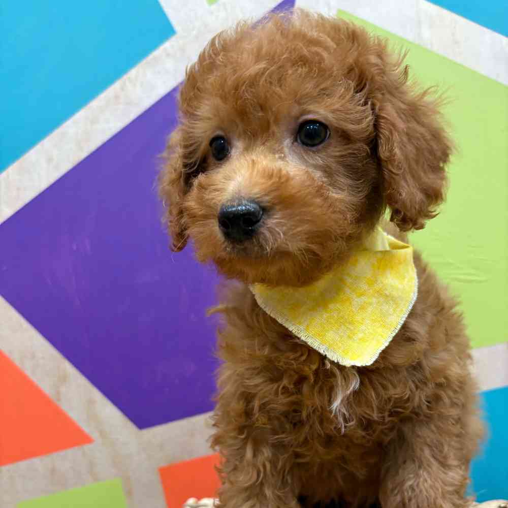 Male Mini Poodle puppy named Zander for sale at Petland Wichita West.
