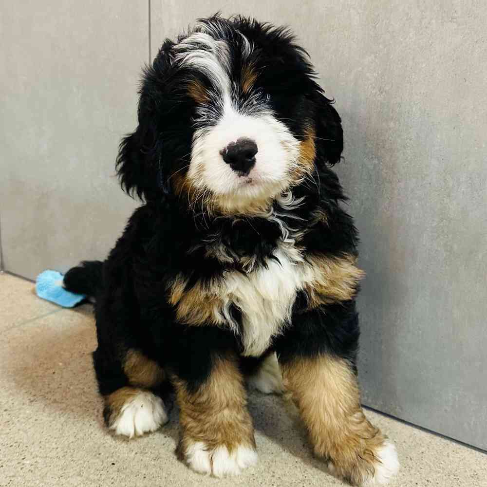 Male Mini Bernedoodle puppy named Benson for sale at Petland Rogers.