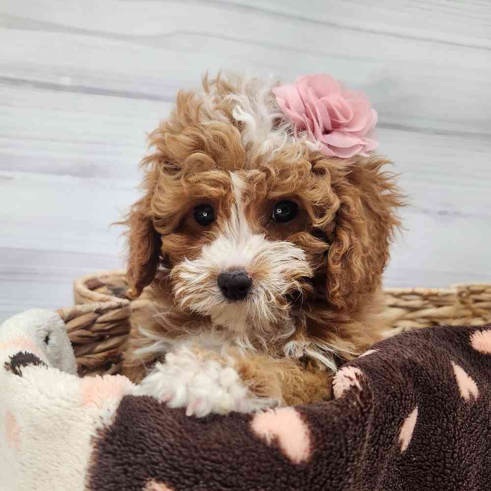 Male Cavapoo puppy named Patrick for sale at Petland Wichita West.