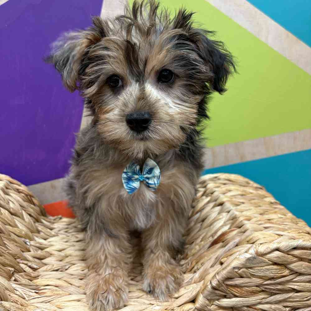 Male Yorkie puppy named Albert for sale at Petland Fayetteville.