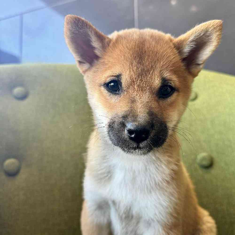 Female Shiba Inu puppy named Paisley for sale at Petland Rogers.