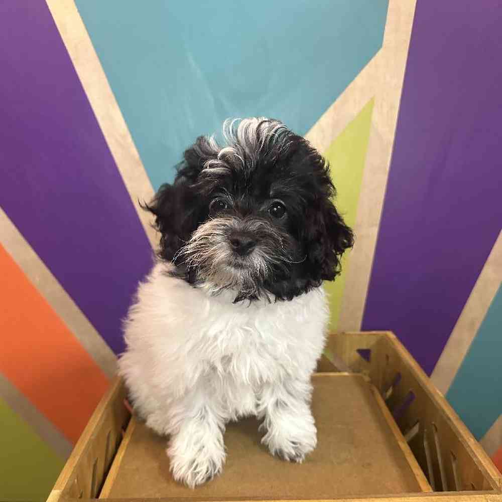 Female Havapoo puppy named Oreo for sale at Petland Fayetteville.