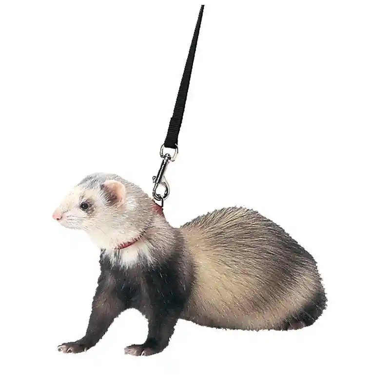 Ferret Harness & Lead-black