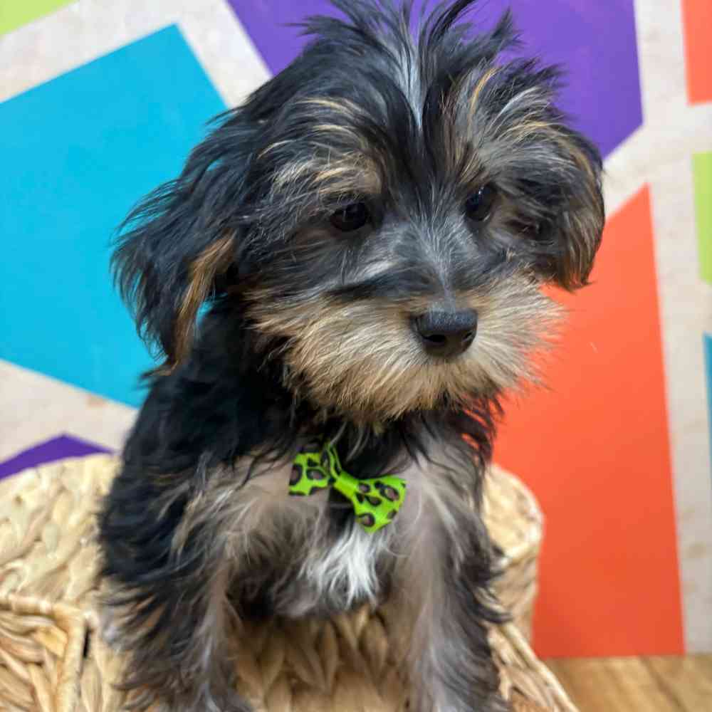 Male Yorkie puppy named Henry for sale at Petland Rogers.