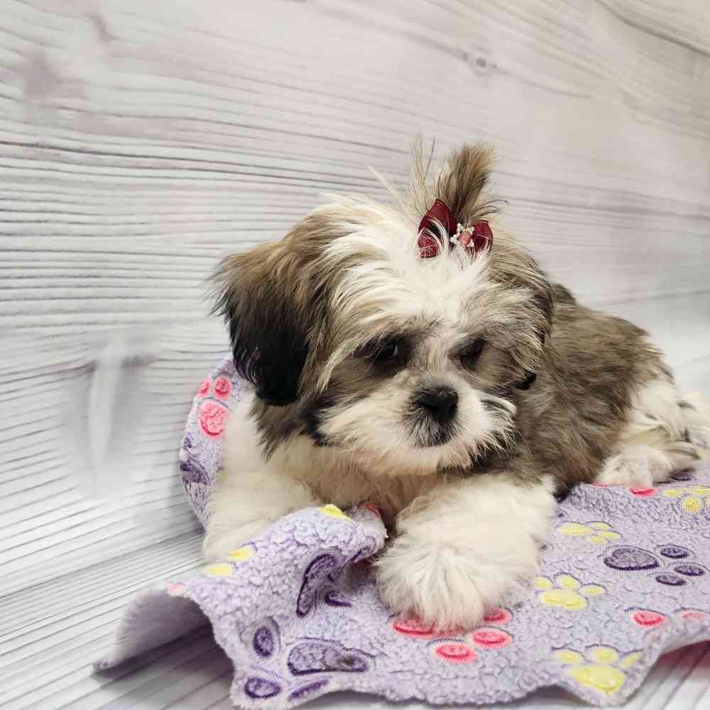 Female Shih Tzu puppy named Ginger for sale at Petland Wichita West.