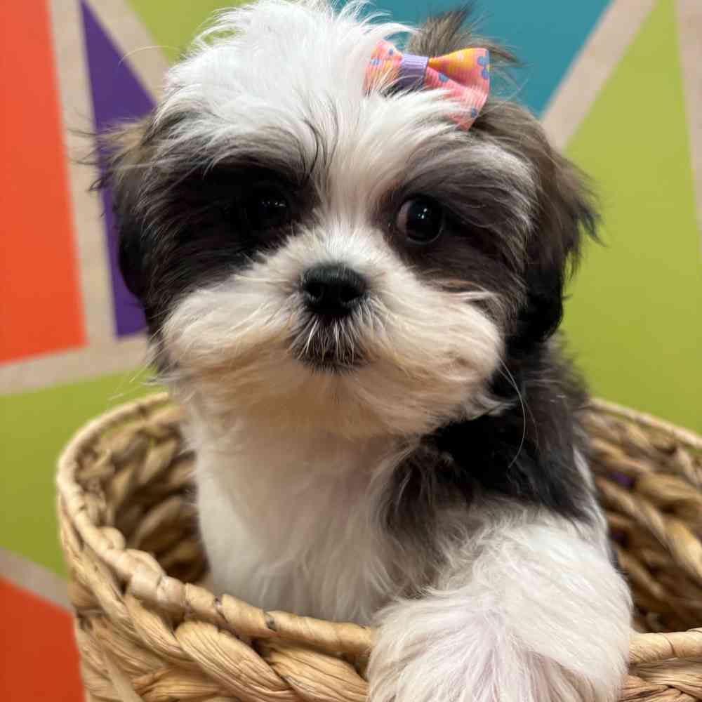 Female Malshi puppy named Fiona for sale at Petland Wichita West.