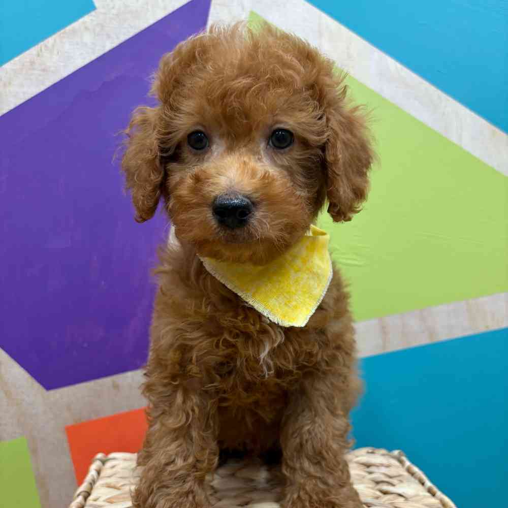 Male Mini Poodle puppy named Zander for sale at Petland Wichita West.