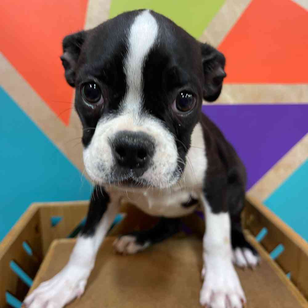 Female Boston Terrier puppy named Dawn for sale at Petland Joplin.