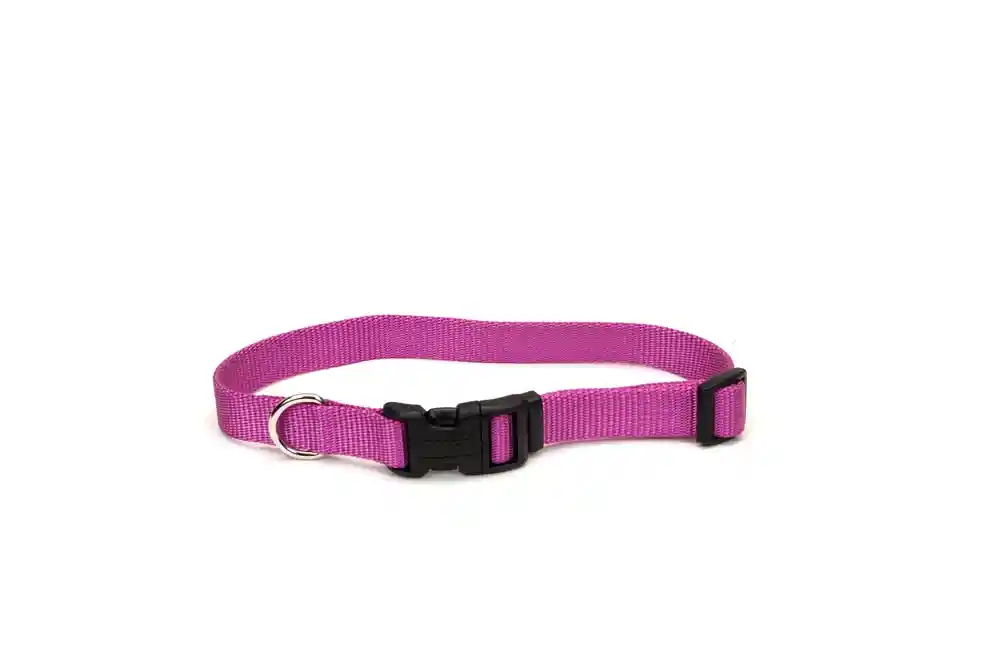 Adjustable Dog Collar With Plastic Buckle, Orchid, 5/8" X 10"-14"