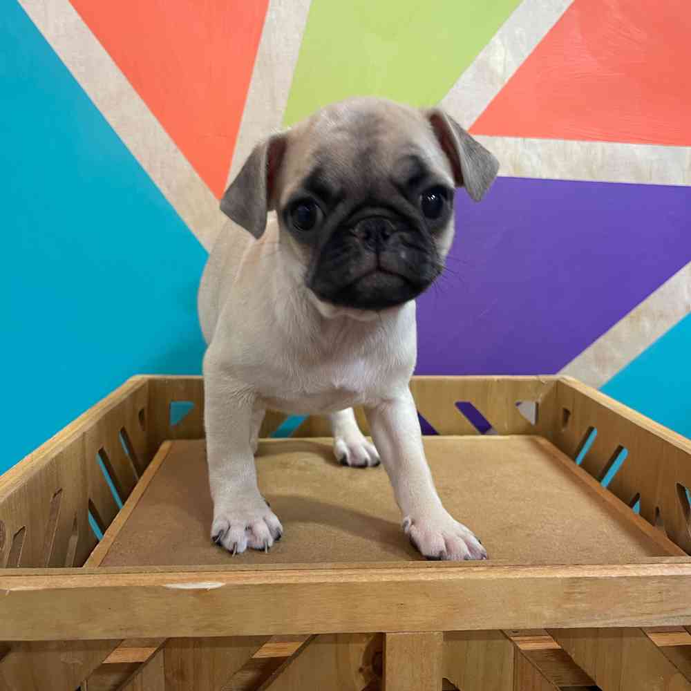 Male Pug puppy named Vincent for sale at Petland Fayetteville.