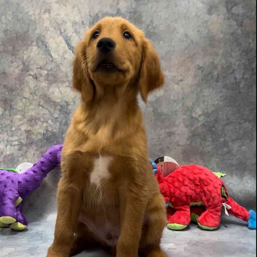 Male Golden Retriever puppy named Rex for sale at Petland Wichita West.