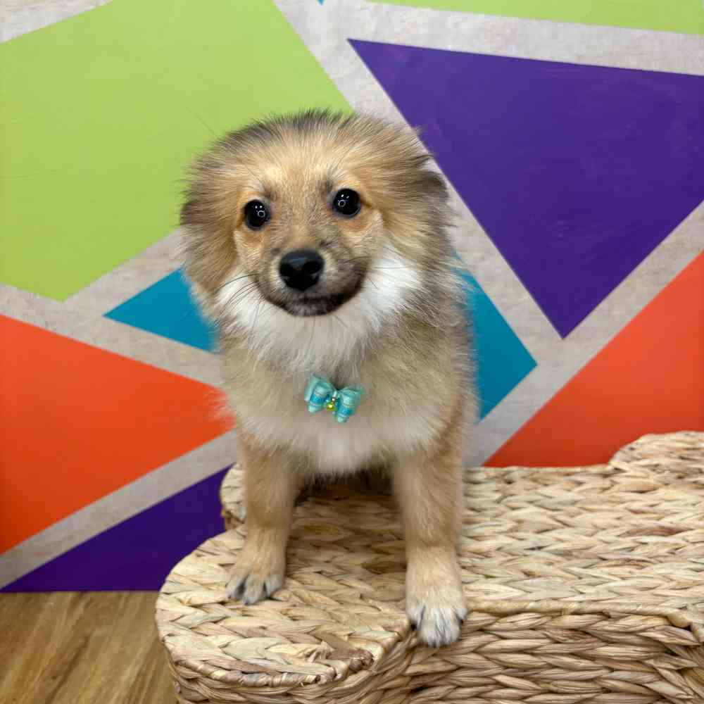 Male Pomeranian puppy named Bear Bear for sale at Petland Wichita West.