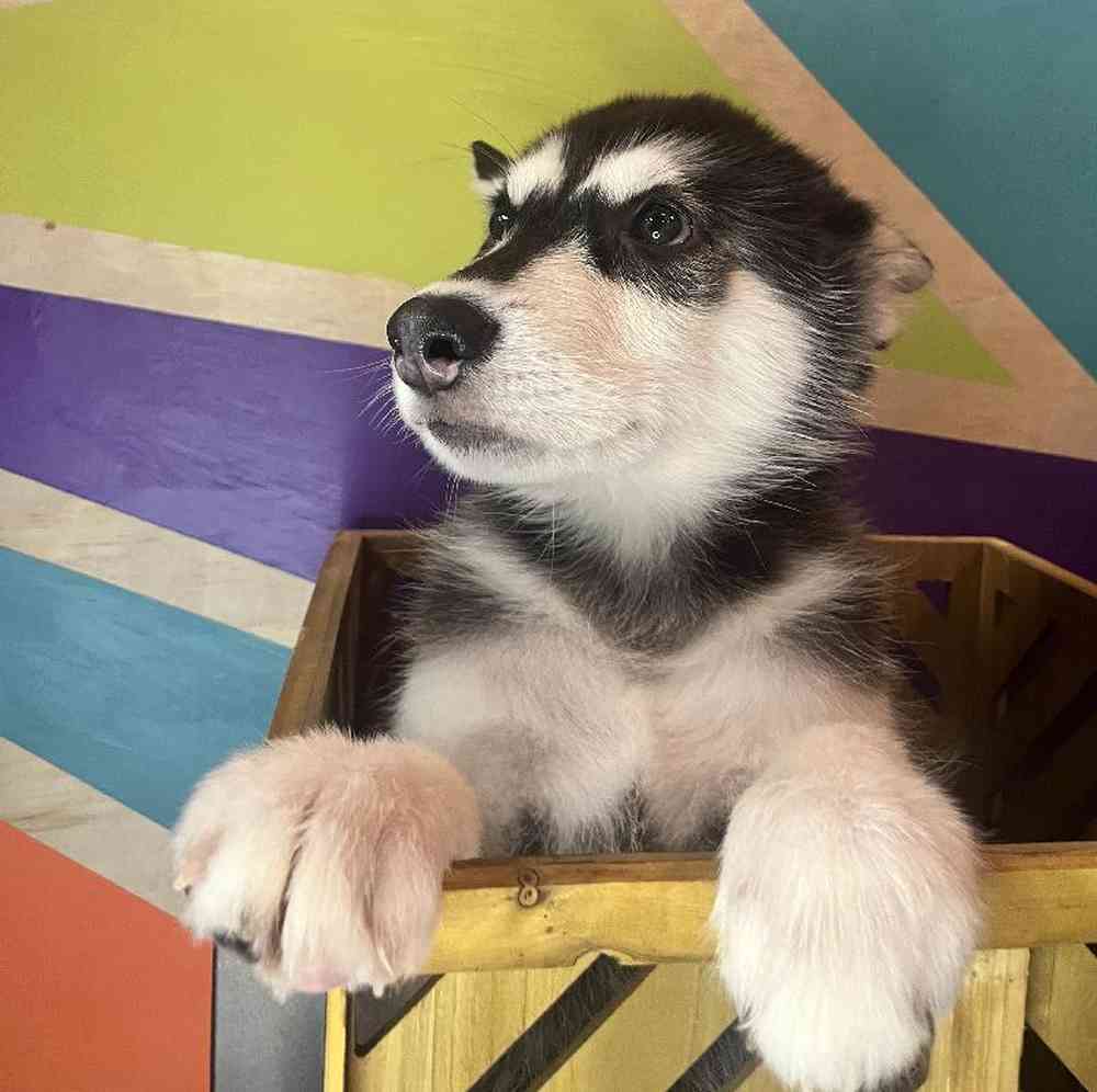 Male Alaskan Malamute puppy named Juno for sale at Petland Fayetteville.