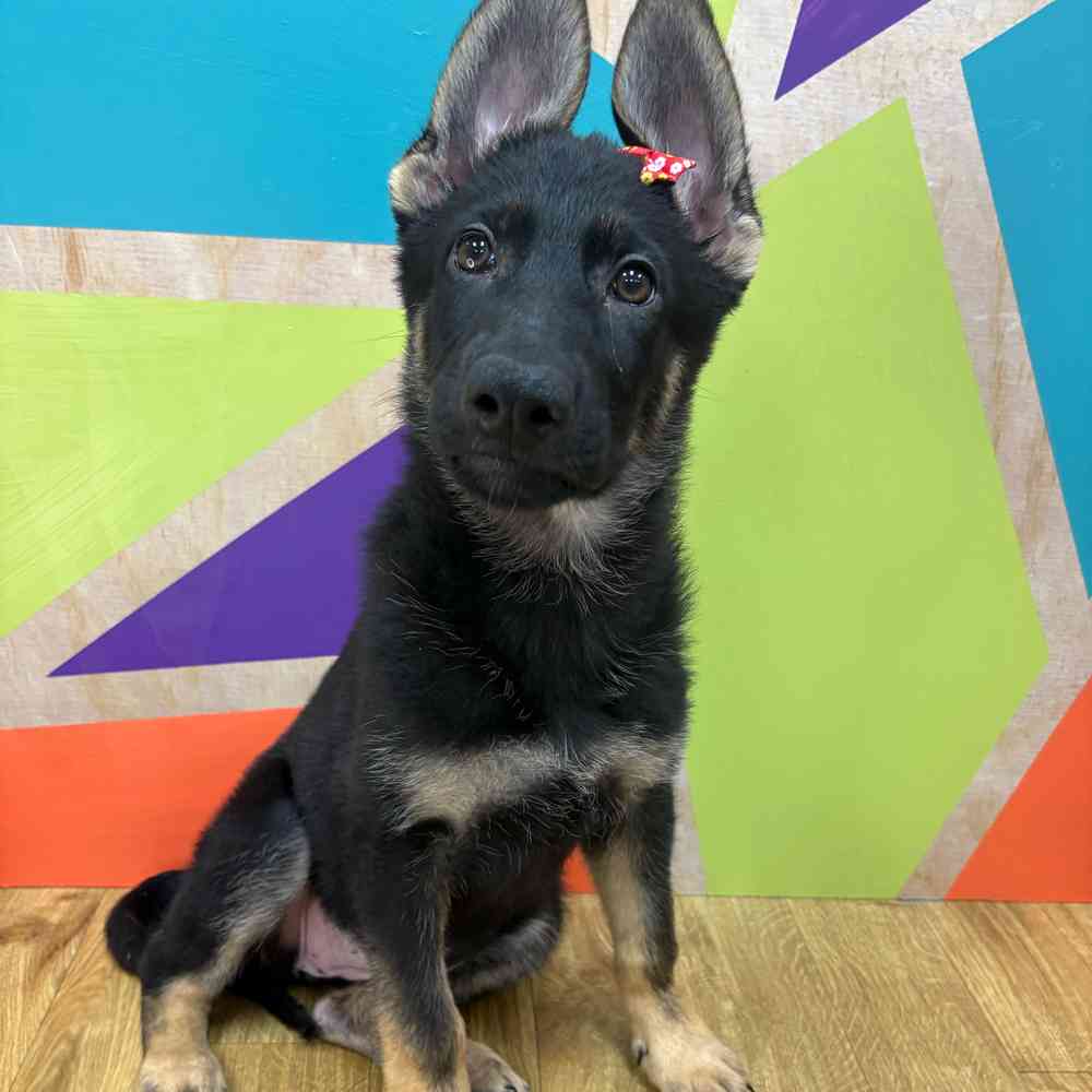 Female German Shepherd puppy named Genevive for sale at Petland Wichita West.