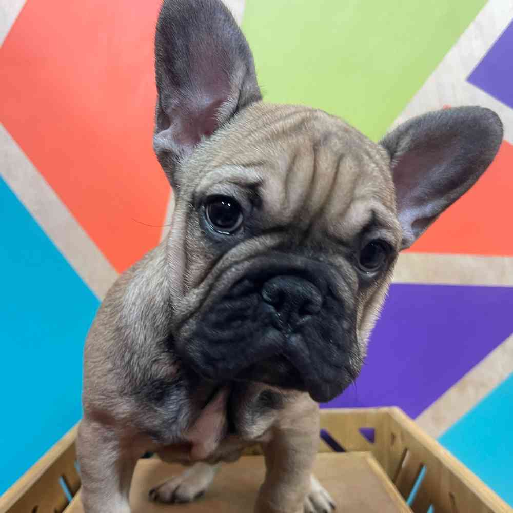 Male French Bulldog puppy named Rudy for sale at Petland Fayetteville.