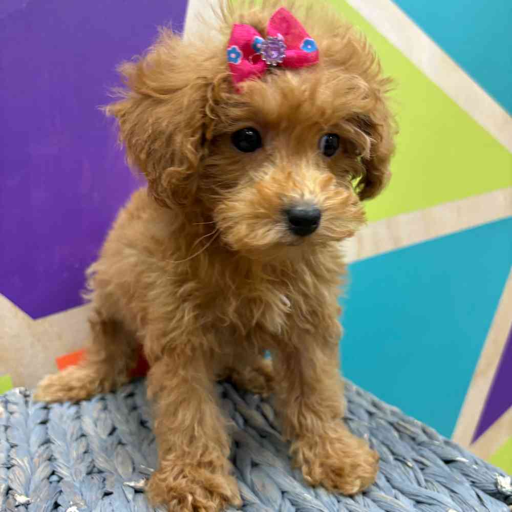 Female Bichonpoo puppy named Flora for sale at Petland Wichita West.