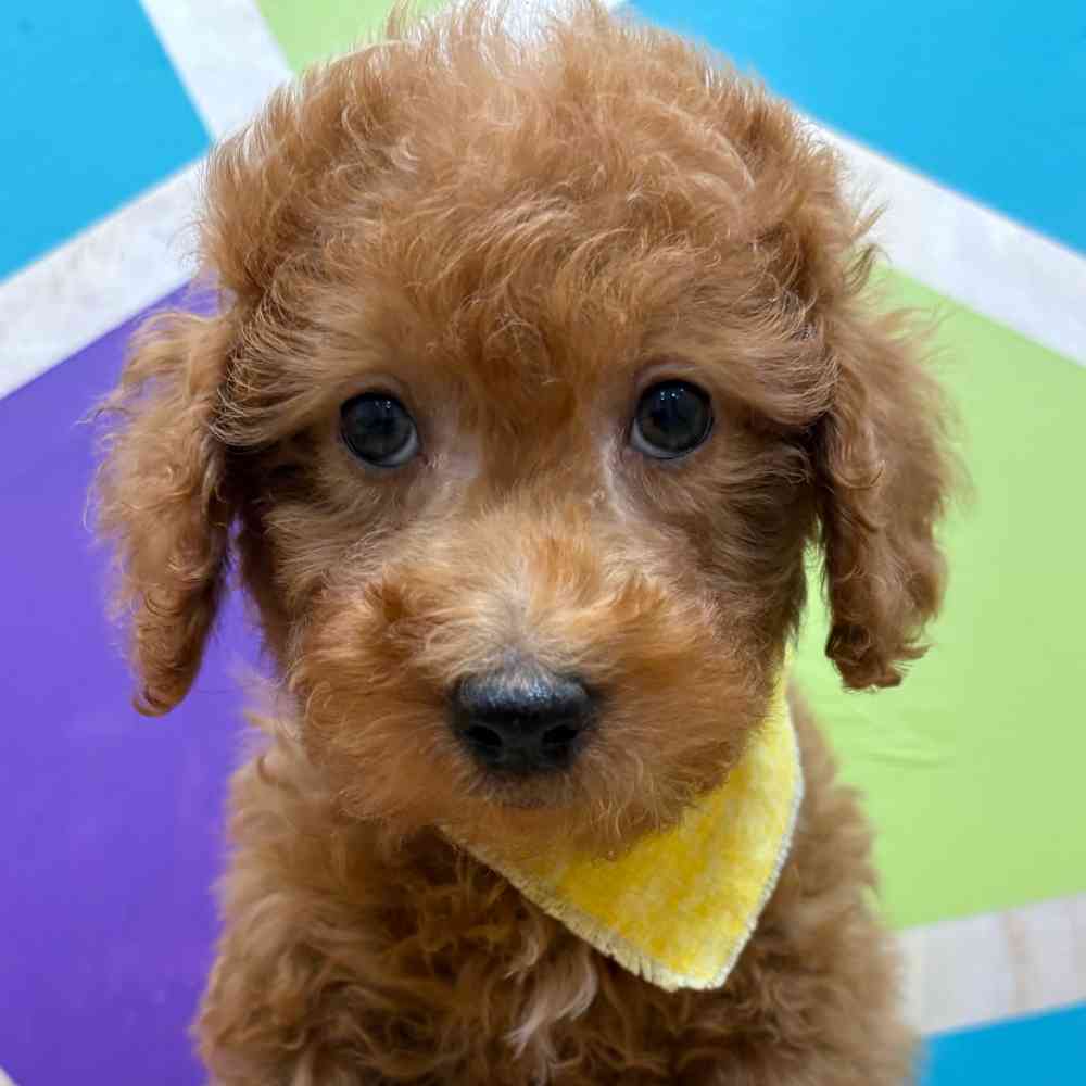 Male Mini Poodle puppy named Zander for sale at Petland Wichita West.