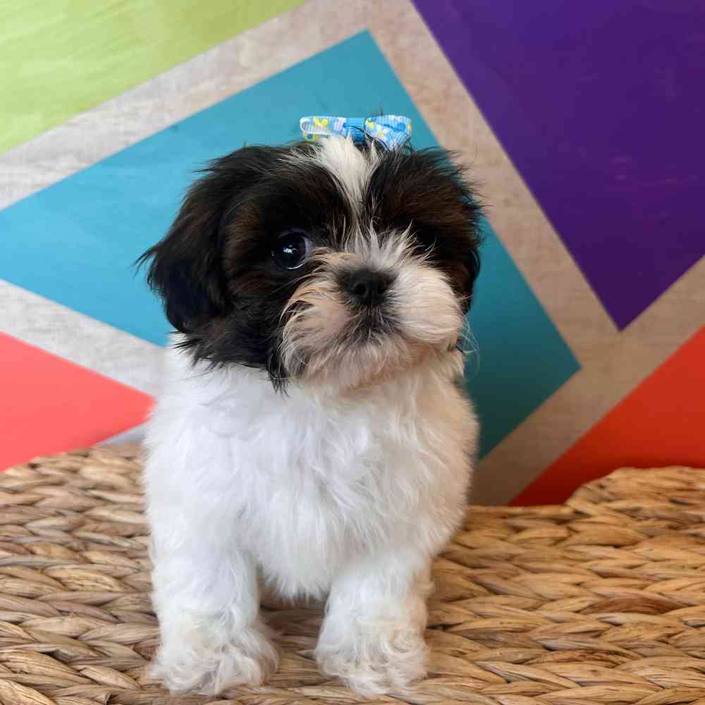 Female Shih Tzu puppy named Daphne for sale at Petland Wichita West.