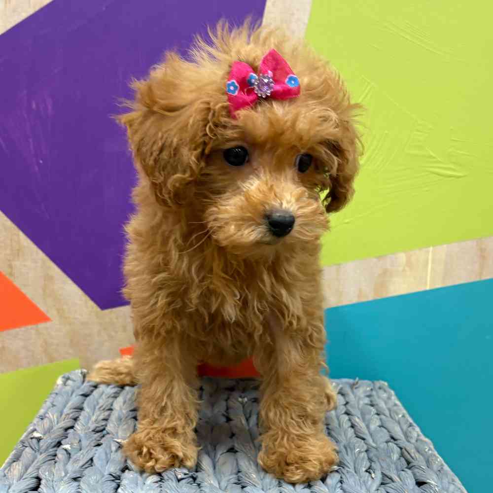 Female Bichonpoo puppy named Flora for sale at Petland Wichita West.