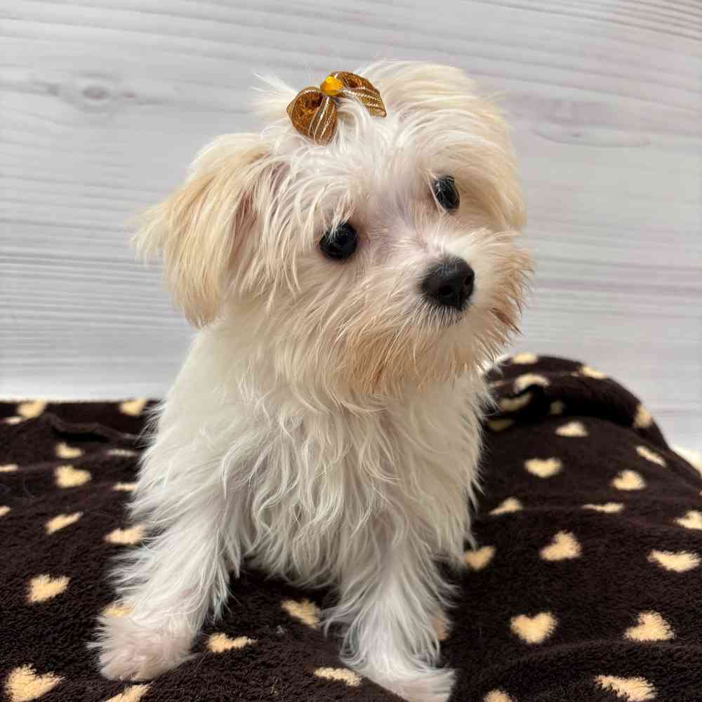 Female Morkie puppy named Elsa for sale at Petland Wichita West.