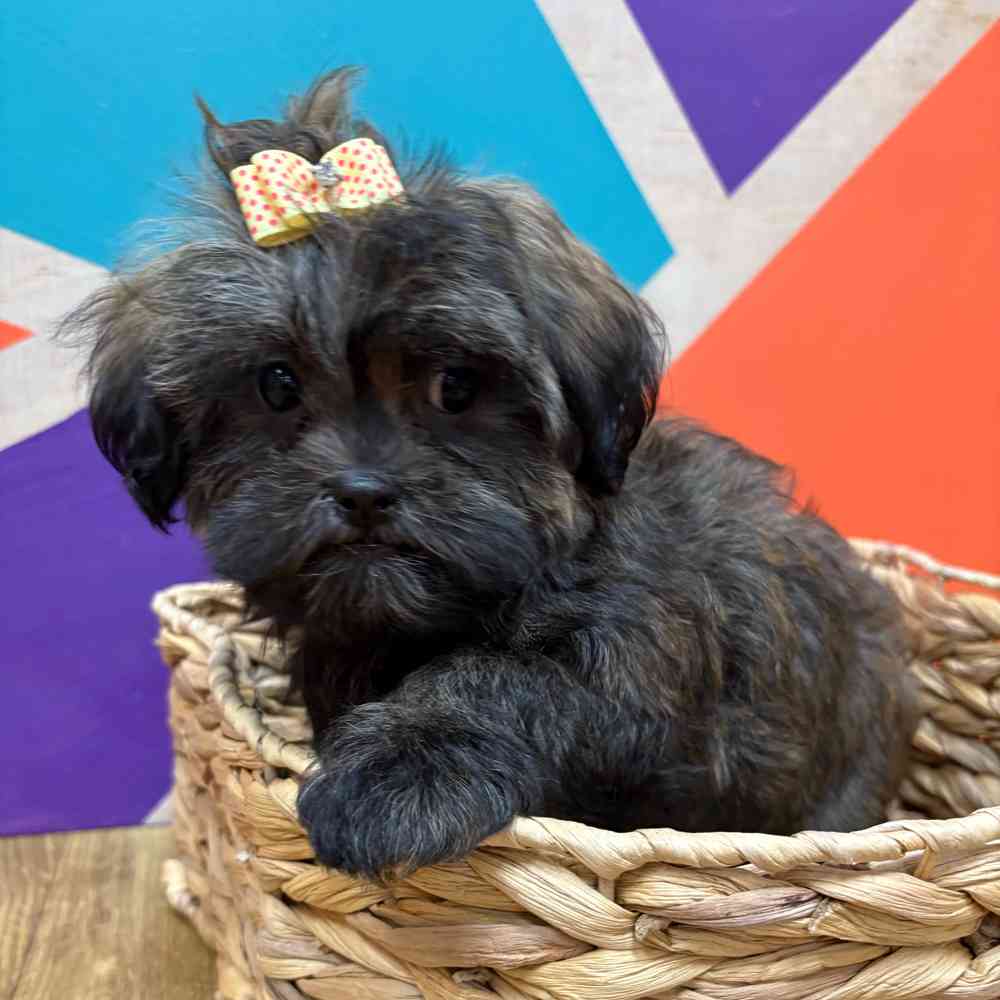 Female Malshi puppy named Bridgette for sale at Petland Wichita West.