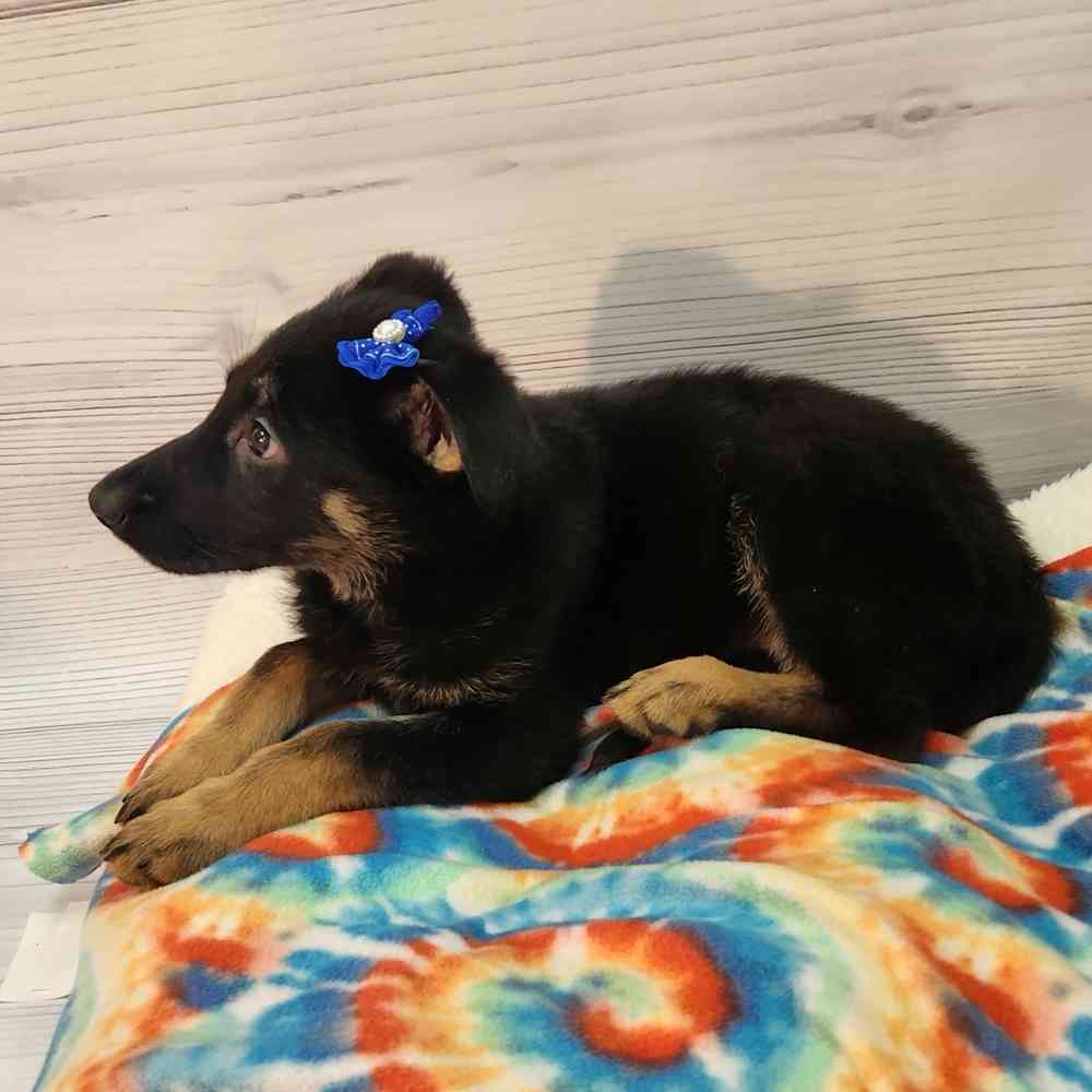 Female German Shepherd puppy named Genevive for sale at Petland Wichita West.