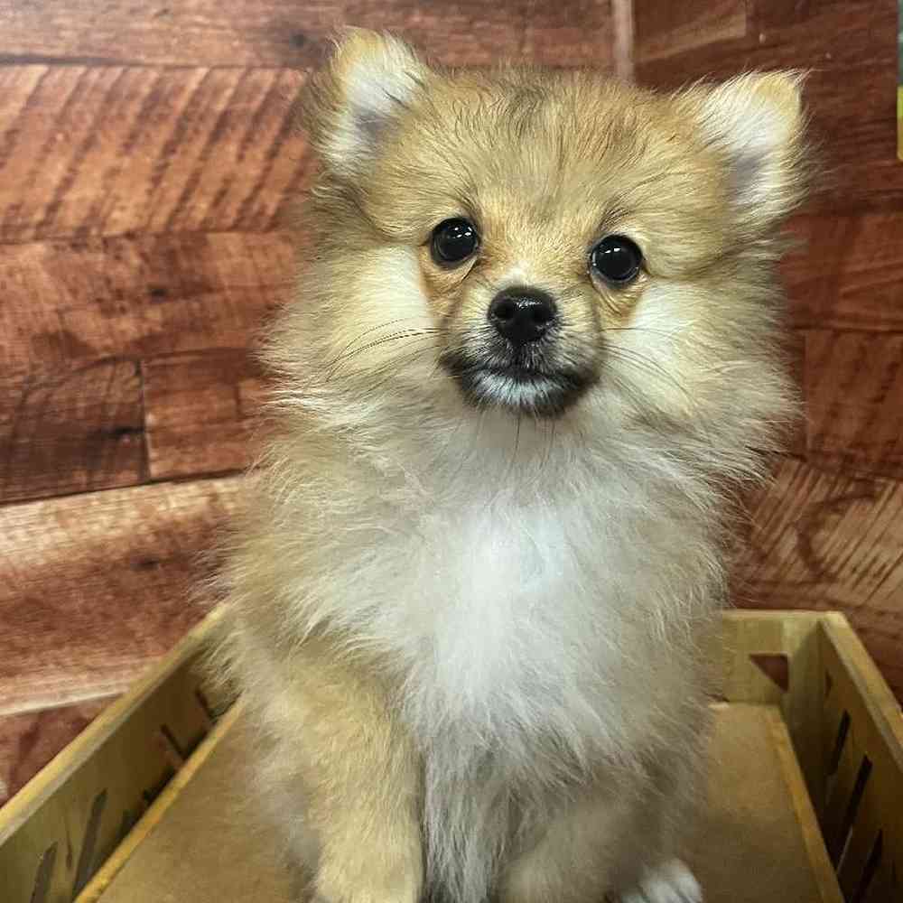 Female Pomeranian puppy named Polly for sale at Petland Fayetteville.