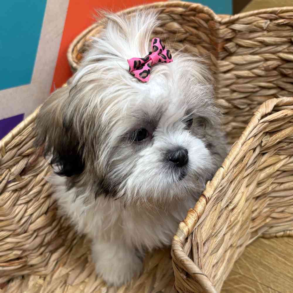 Female Shih Tzu puppy named Ginger for sale at Petland Wichita West.