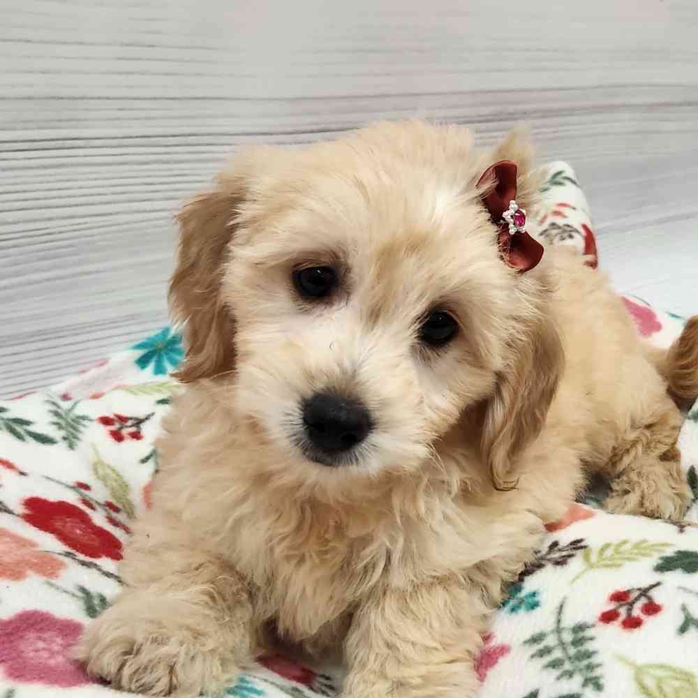 Female Mini Goldendoodle puppy named Buffy for sale at Petland Wichita West.