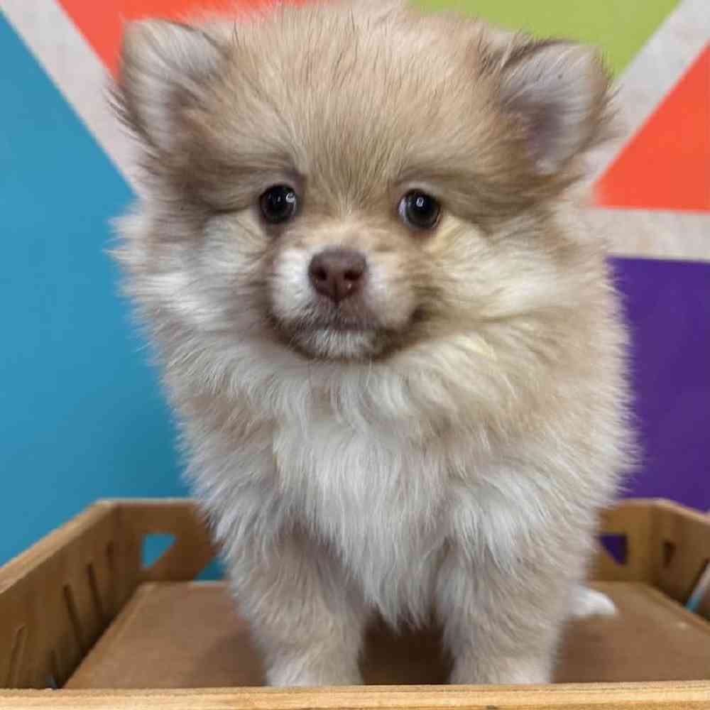 Female Pomeranian puppy named Pip for sale at Petland Rogers.