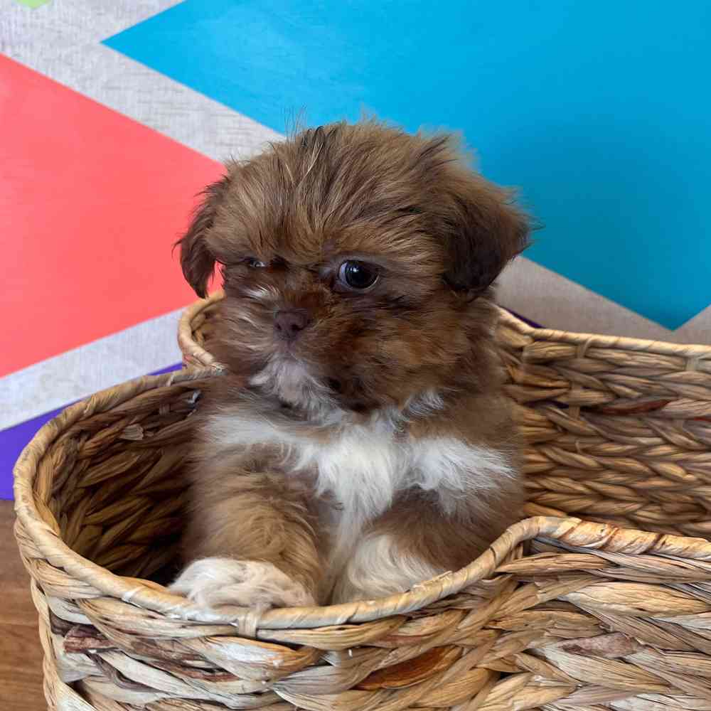 Male Shih Tzu puppy named Zeus for sale at Petland Wichita West.
